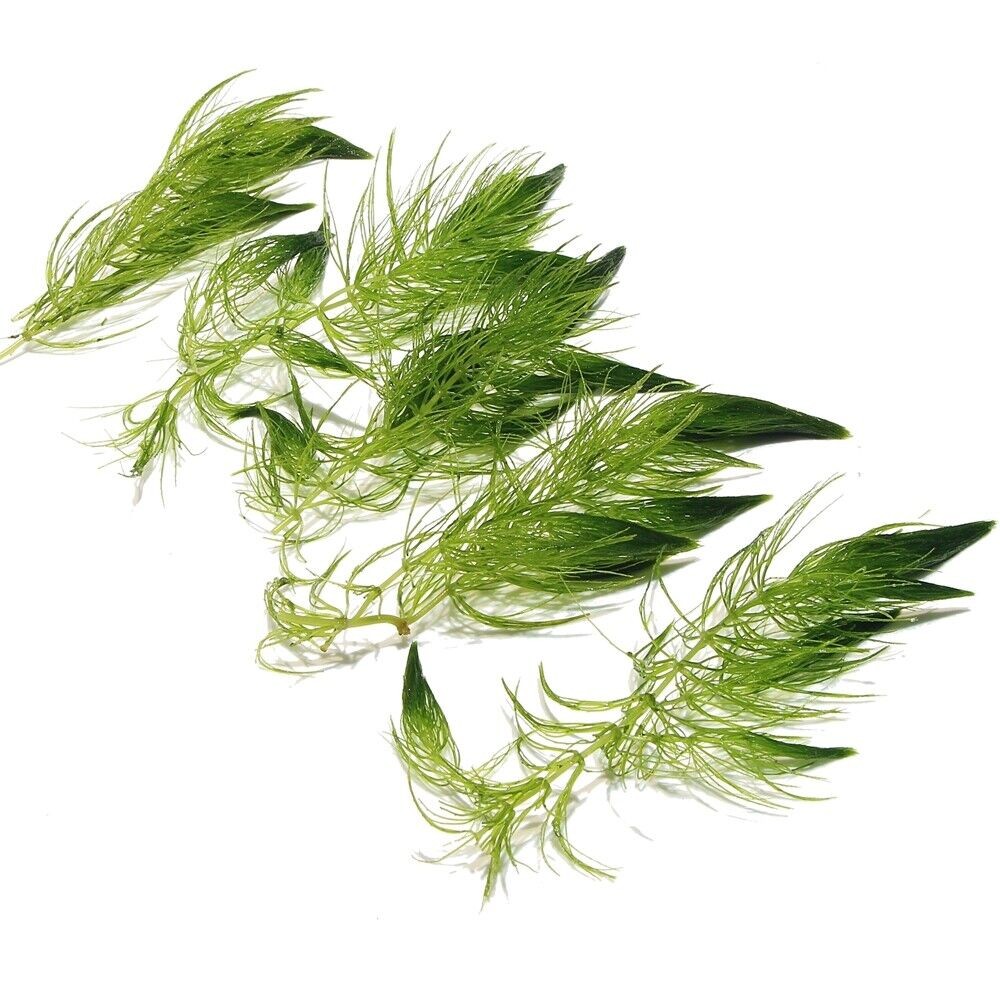5x Ceratophyllum Demersum - Hornwort Live Aquarium Oxygenating Pond Plant K2AQUA