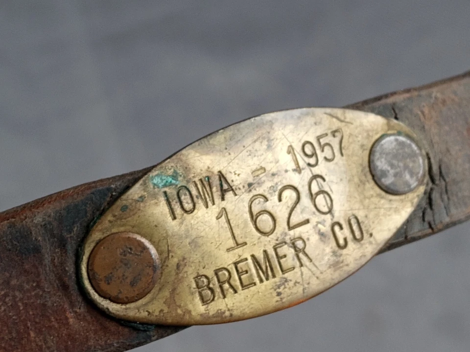 Vintage Dog Collar Leather Metal Stud Antique 1957 Iowa Brass Identification Tag - Image 3 of 4
