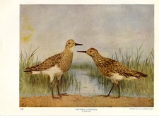 1900 Vintage Print Pectoral SANDPIPER Bird Birds North America Forest Wetlands