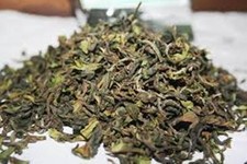 Darjeeling Green Tea FRESH SECOND FLUSH 2026 ARYA ORGANIC GREEN TEA 1LB