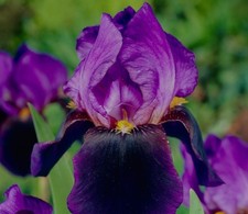 Bearded Iris (Iris Germanica)-nightfall