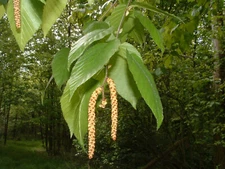 Sweet Birch Pure & Natural  Betula Lenta Essential Oil.Undiluted.5-10%