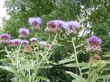 Cardoon – huge spectacular perennial plant, purple thistle (30+ seeds)