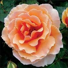 Rose Bush Seeds Perennial -Authentic Seeds-Flowers -Organic 30 Seeds