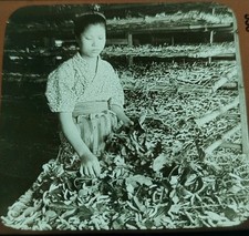 Antique Magic Lantern Slide Woman Feeding Silkworms Mulberry Leaves Japan