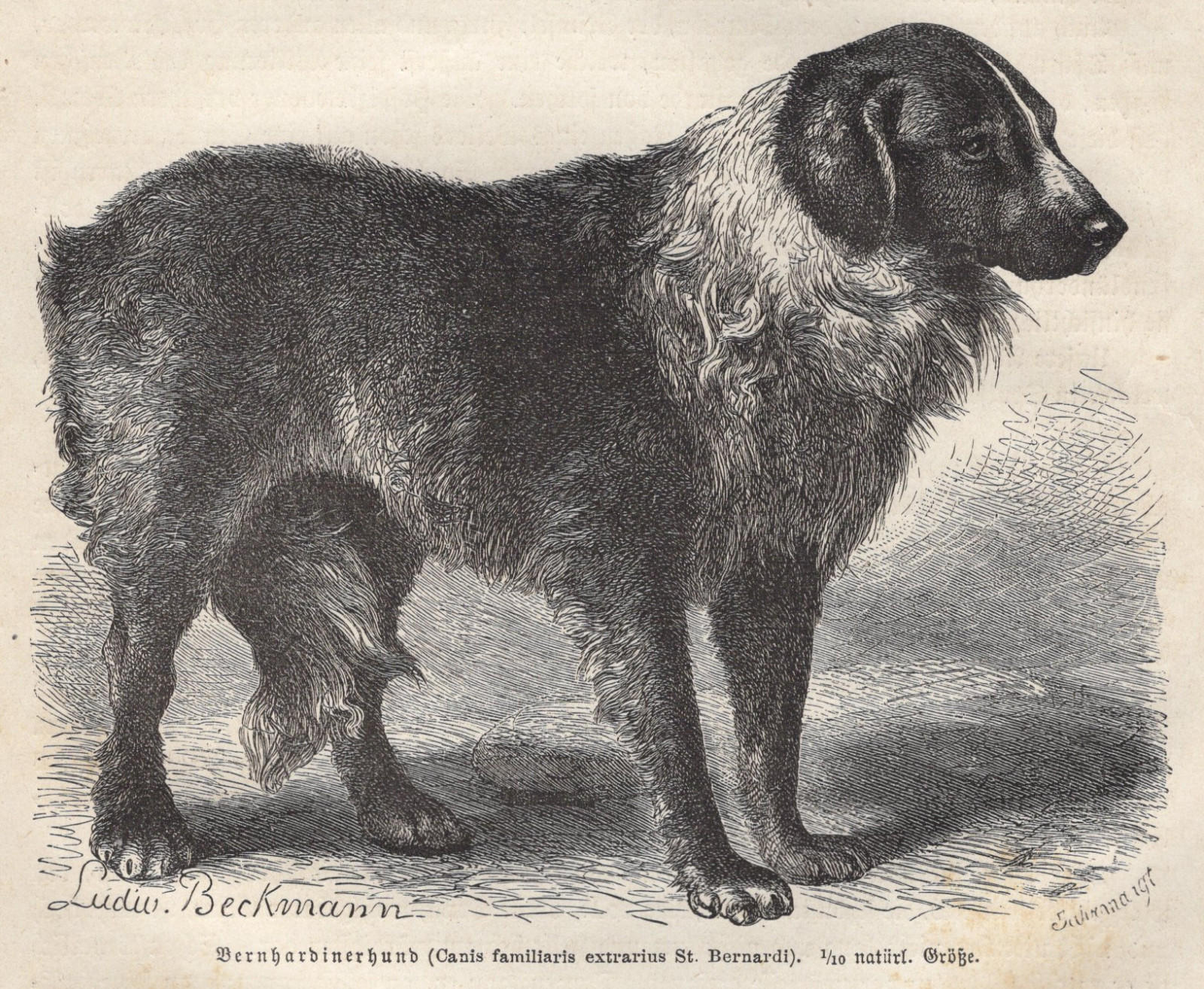 Antique Brehms Thierleben 1877 Saint Bernard Wood Engraving Book Plate Original