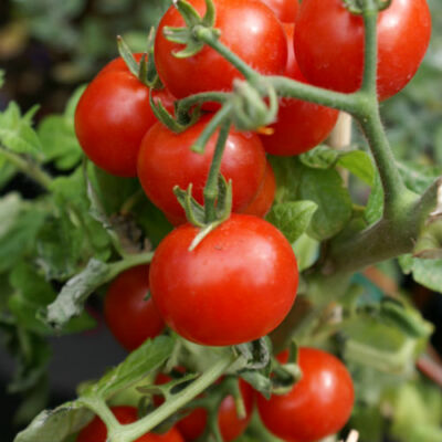 #ad Cherry Tomato Seeds Large Red Heirloom Non GMO Free Shipping 1025 $119.39