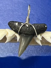 SHARK TOOTH PENDANT Fossilized 1 Inch Upper LEMON Shark Tooth 