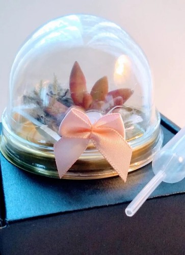 Miniature Succulent Terrarium Favors Kits, Live Plants, Easy Care, Birthdays 6 - Picture 2 of 10
