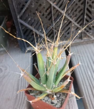 Leuchtenbergia principis Agave-like cactus with long, paper-thin spines 18