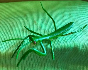 praying mantis toy plastic