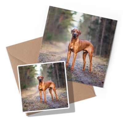 1 x Greeting Card & Sticker Set - Rhodesian Ridgeback Dog #12487 | eBay UK