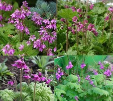 4 X plants of Primula matthioli damp woodland pots planters