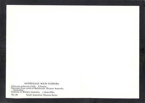 D7633 Australia WA Wildflower Alison Ashby Artist postcard - Picture 2 of 2