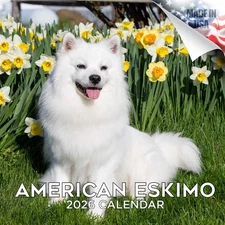 American Eskimo Dog Breed Calendar 2026 FULL SIZE 12x24 Made in USA