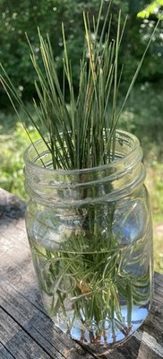 Fresh Harvest Green Pine Needle 4Oz Fresh Picked Powerful Tea Georgia