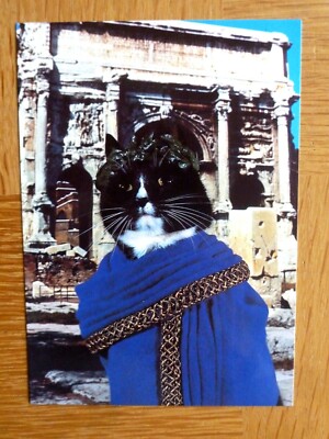  Katze Postkarte - Senator Cato - 1988 undatiert & unbespielt 