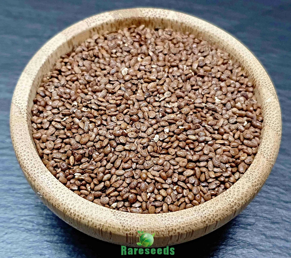 amerik. Heidelbeere Samen, Blaubeere, Vaccinium corymbosum - Bild 3 von 3