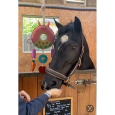 Ruggles Horse Stable Toy -Boredom buster for horse pony donkey (Multi Ring)