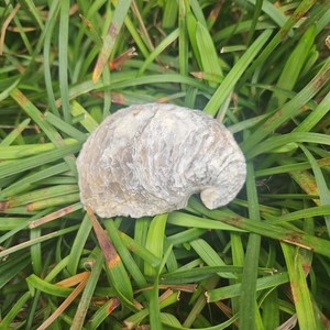 Exogyra Fossil Devils Toenail Shell Cretaceous Era Bivalve Ponderosa