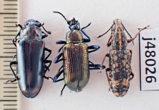 j48026. Insects, Small insects sp. Vietnam, Ha Giang