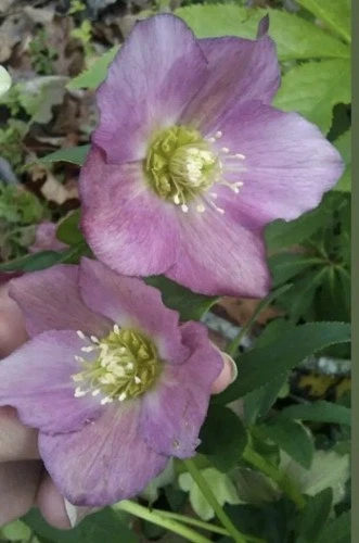 15 Lenten Rose Plants Hellebores - Live Plants 2”-3” tall Starters!