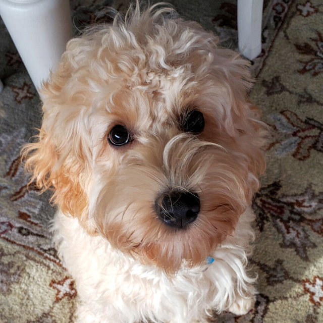 Extra $5 off $40 or more