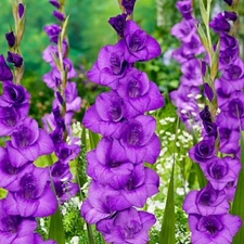10 - DONAU GLADIOLUS Flower Bulbs  * Lush Blooms 4' Tall * Planting Zones 3 - 10