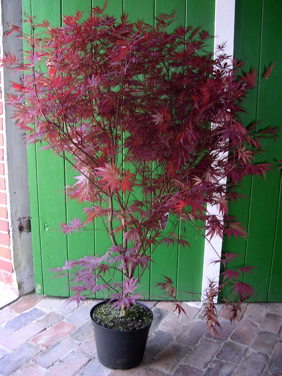 Japanischer Ahorn in Bonsai-Bume online kaufen | eBay.de
