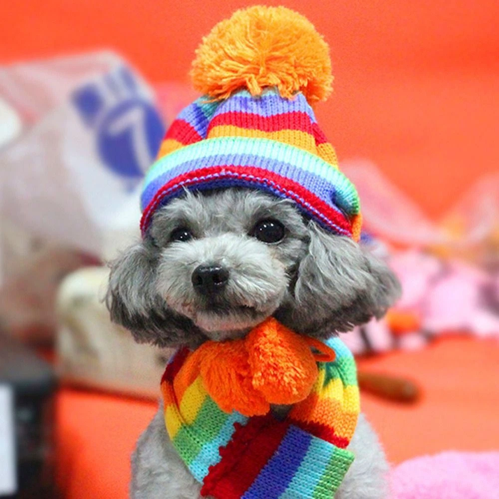 Chihuahua top puppy accessories