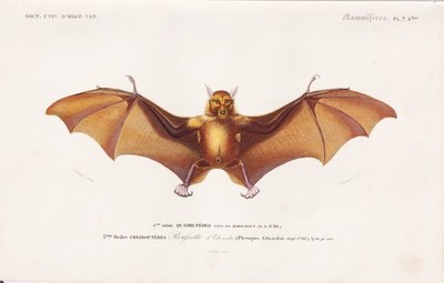 Pteropus Edwardsii Fledermaus bat Chauve  engraving Stahlstich Orbigny 1849