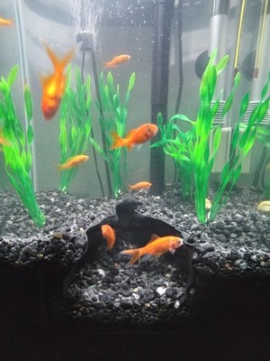 Trench Cave Bottom Dweller Underground Slope Aquarium Hideout Fish Tank Deco