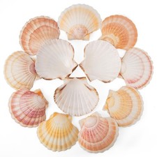 6 PCS Scallop Shells 44.5 Inch Natural Yellow Pink Hawaiian Baking DIY Decor