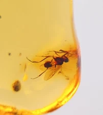 100 MILL. YEARS OLD BURMITE AMBER WITH FLY (ABR21/79)