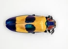 Beetle - Buprestidae - Jewel Beetle - Chrysochroa buqueti buqueti (MoF)