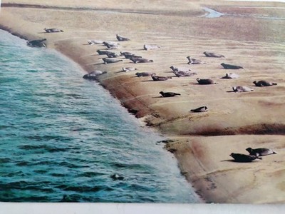 Ansichtskarte Husum Seehunde Auf Der Sandbank.P406