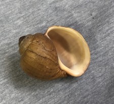 Pomacea limnopomus Martinezi Hidaligo Freshwater Snail 52.7mm  read   