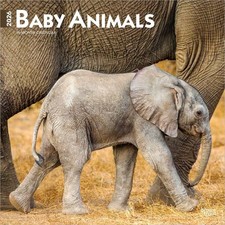 Baby Animals 2026 12 x 24 Inch Hanging Monthly Square Wall Calendar Plasti