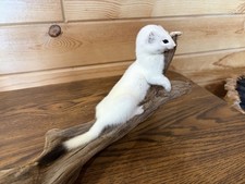 New Weasel On Driftwood Taxidermy. Man Cave Decor 12 By 6