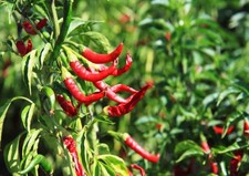 HOT FINGER CHILI  Seeds x 50 tasty CHILIS FROM INDIA