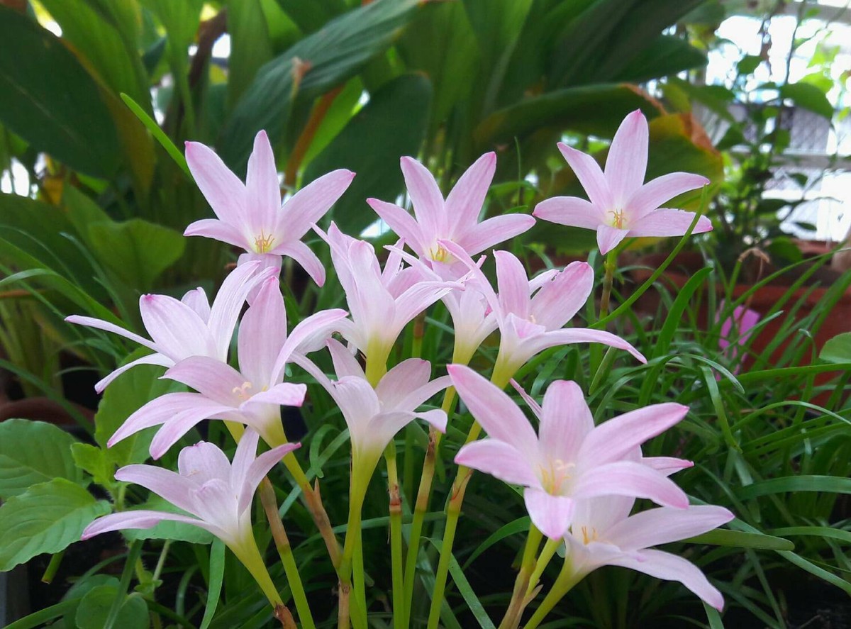 1 Bulb Rain Lily💖Zephyranthes 'First Love'💖RainFairy