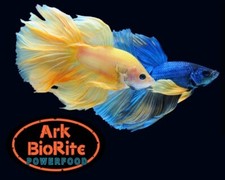 Betta Fish Food, 100 Nutrition Powerfood Formulated for adult betta, 2 oz