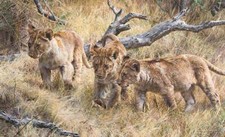 Carl Brenders - The Wanderers - Lion Cubs - S/N Canvas Giclee Signed MINT 17x28