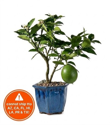 Live 8 YrOld Meyer Lemon Bonsai Tree Flowering Fruiting Fragrant Sweet  Citrus 18 | eBay