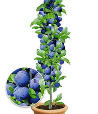 Säulen-Zwetschgen 'Anja®', 1 Pflanze, Pflaumenbaum, Prunus domestica