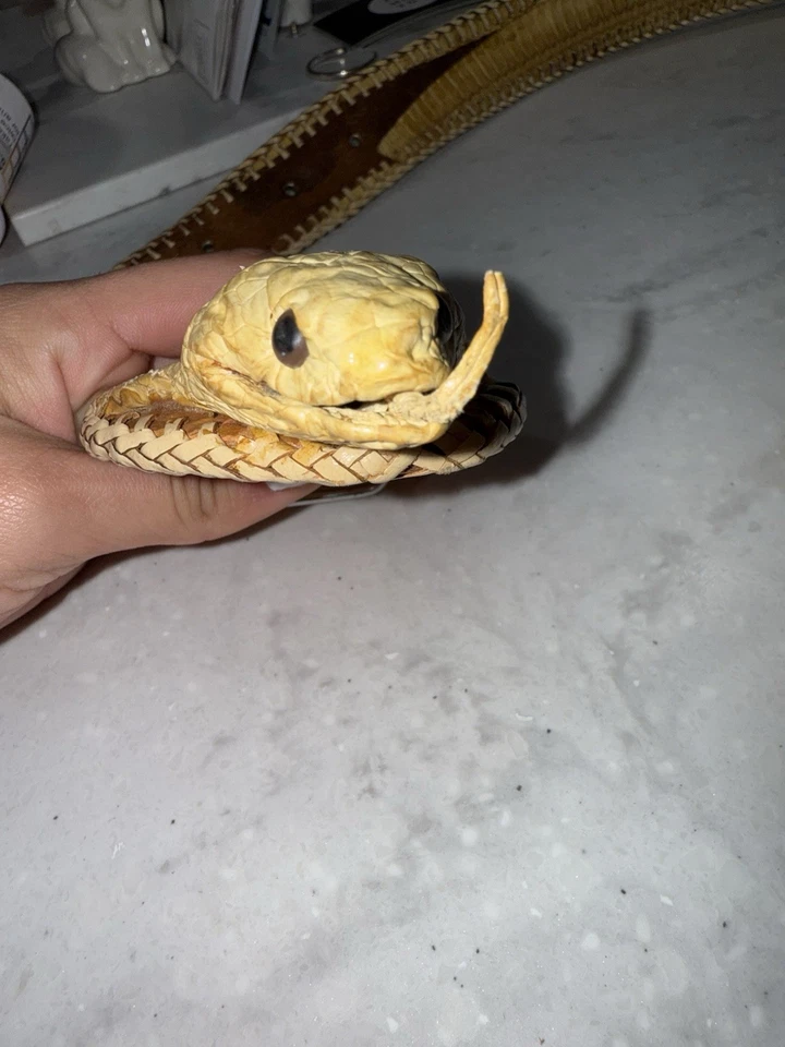 Cobra Men's Belt Natural Color Genuine Cobra Snake Skin - Image 4 of 4