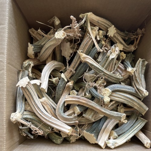 Bulk Lot 150+ Dried Pumpkin Stems Mixed Sizes Curved Rustic DIY Fall Decor