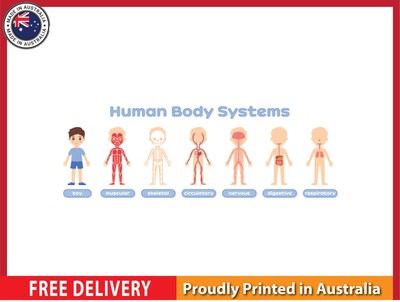 NEW (LAMINATED) HUMAN BODY SYSTEM (61X91CM) EDUCATIONAL CHART PICTURE PRINT