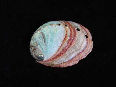 Muschel Haliotis Diskus 83,3mm ID#7812