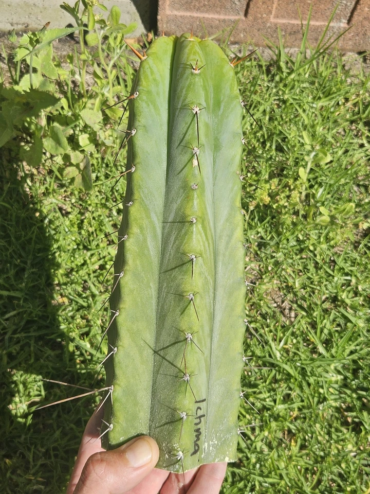 Cactus Clone Rare Collectors Bulk Lot 100cm 🌵  - image 2 of 4